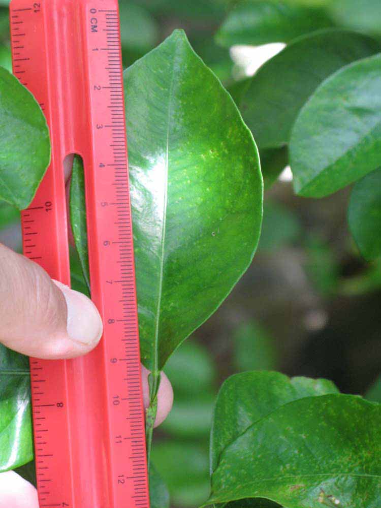              Unifoliolate leaf (Winter Haven, FL)       